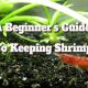 Shrimp Care Guide: Essential Tips for New Owners