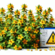 Herbal Interactions with Medications in Australia
