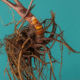 Supplements for Menopause: Natural Support Solutions