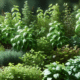 Herbs to Grow: Easy Selections for Beginner Gardeners