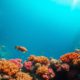 Great Blue Hole Belize: Essential Guide for Diving & Snorkeling