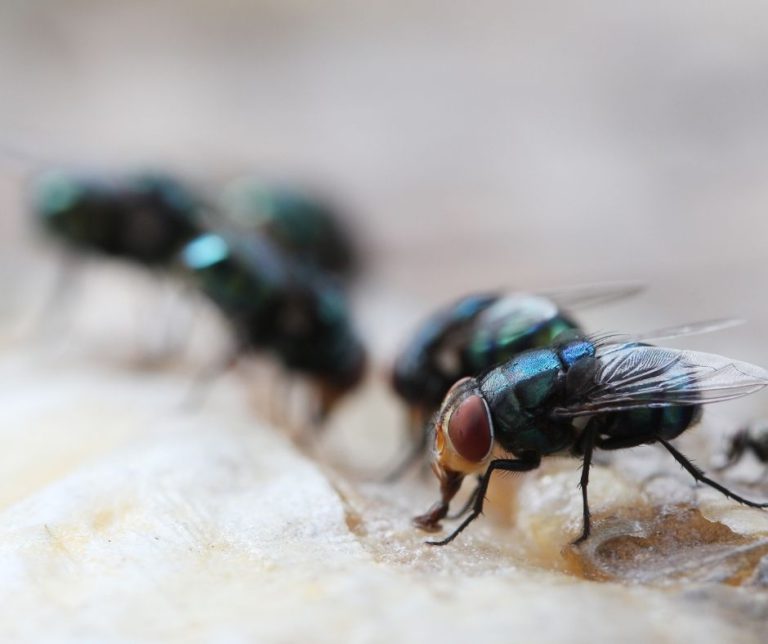 Maggot Extermination Guide for Homes in Sydney