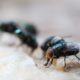 Maggot Extermination Guide for Homes in Sydney