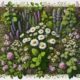 Herbal Remedies: Essential Guide for Australian Users