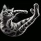 Cats Always Land on Their Feet: The Science Behind It