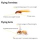 Flying Termites: Their Importance and How to Respond
