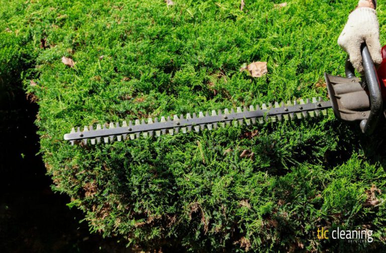 Hedge Trimming Tips for Beautiful West Coker Gardens