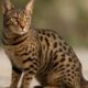 Ocicat Spot Patterns: Unveiling Distinctive Cat Coats