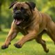 Bigger Dogs and Aggression: The Real Story Uncovered