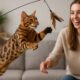 Bengal Cat Exercise Needs: Top Tips for Optimal Health