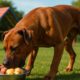 High-Protein Meals for Active Dogs: Boost Energy and Health