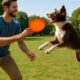 Frisbee Throwing Techniques for Dog Training Today!