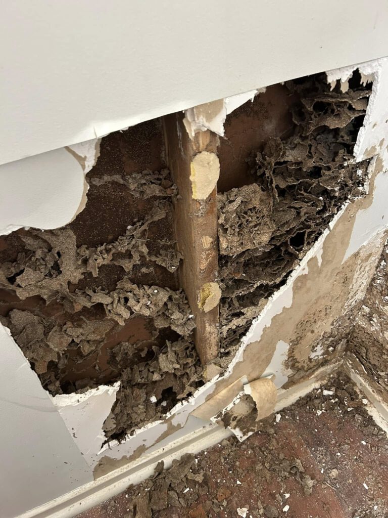 Termite Inspection Timing: Ideal Winter Tips for Sydney Homes