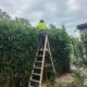 Hedging Plants for Low-Maintenance Newcastle Gardens