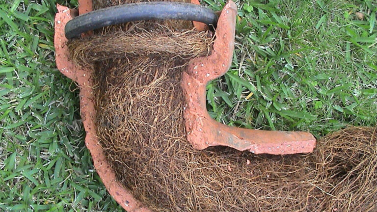 Tree Roots in Drains: Ongoing Issues in Sutherland Shire