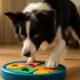 Border Collies: Essential Tips for Mental Stimulation