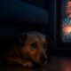 Firework Phobia Solutions: Safe Tips for Pets’ Comfort