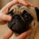 Essential Eye Health Checks for Brachycephalic Pets