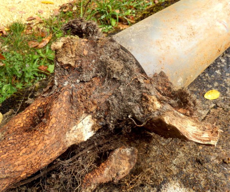 Tree Roots in Drains: Tackling Wollongong’s Ongoing Issue