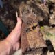 Clay Soil’s Impact on Caboolture Pipes Revealed