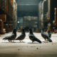 Pigeon Control: Effective Bird Shooting Solutions in Sydney