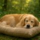 Eco Certifications for Pet Products: Understanding Their Value