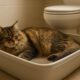 Litter Box Training Tips for Effective Cat Care