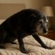Arthritis Relief for Dogs: Top Home Remedies and Tips