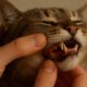 Teeth Brushing Kits for Cats: Essential Oral Care Guide