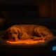 Temperature-Controlled Beds for Pets: A Comfort Overview