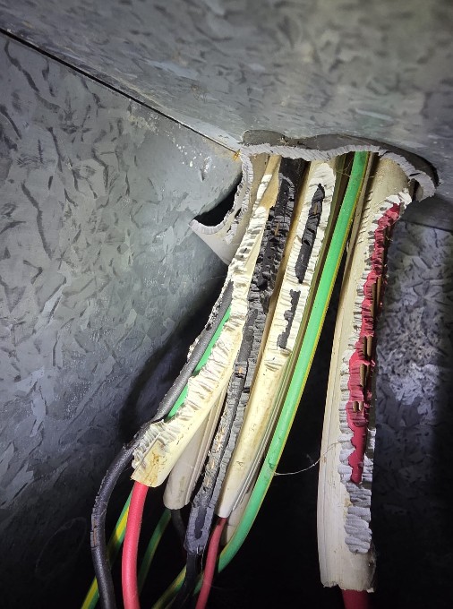 Electrical Faults: Managing Ants, Rats, and Mice Issues
