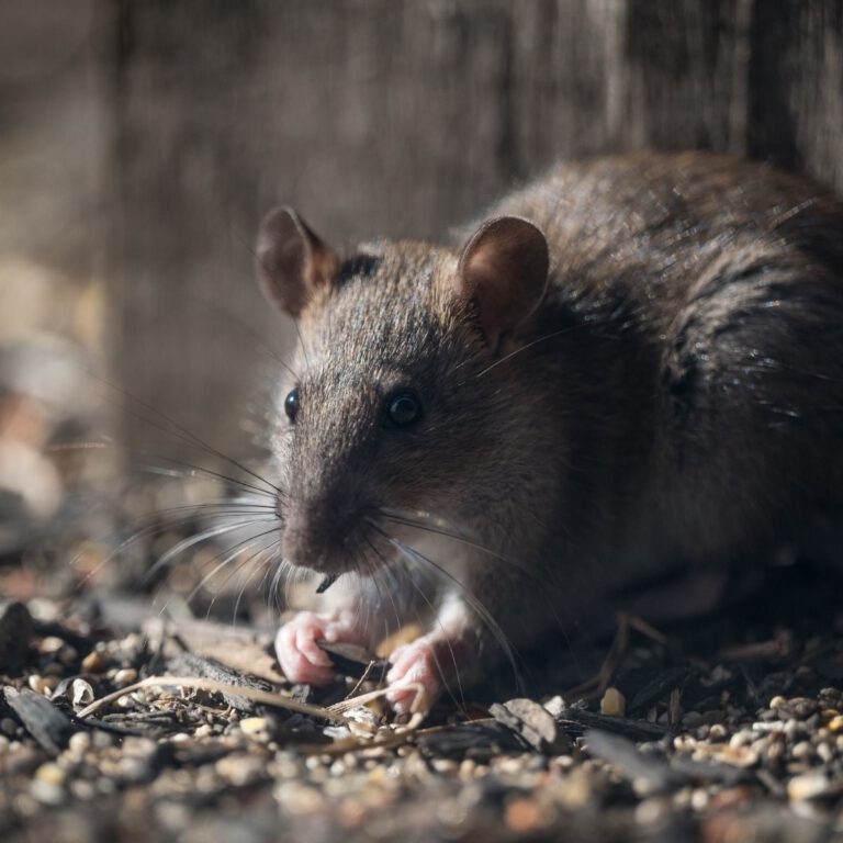 Rodent-Proof Your Home with These Essential Tips