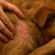Flea Control for Pets: Tips to Prevent Autumn Surges
