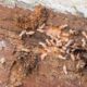 Termite Risk Management Explained for NSW Homes