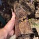 Tree Roots Blocking Pipes: Effective Pool Area Solutions