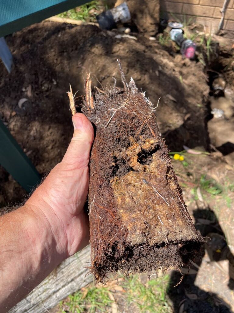 Tree roots pulled from a blocked drain pipe near a pool